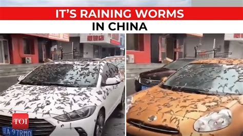 are worms raining in china